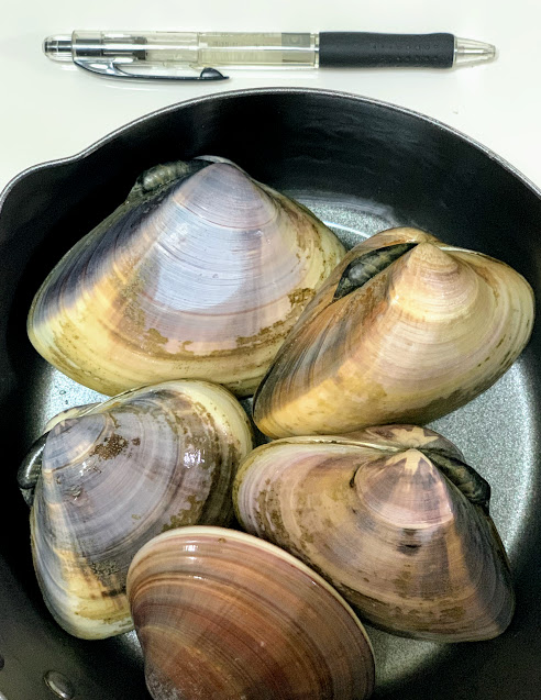 hamaguri clam